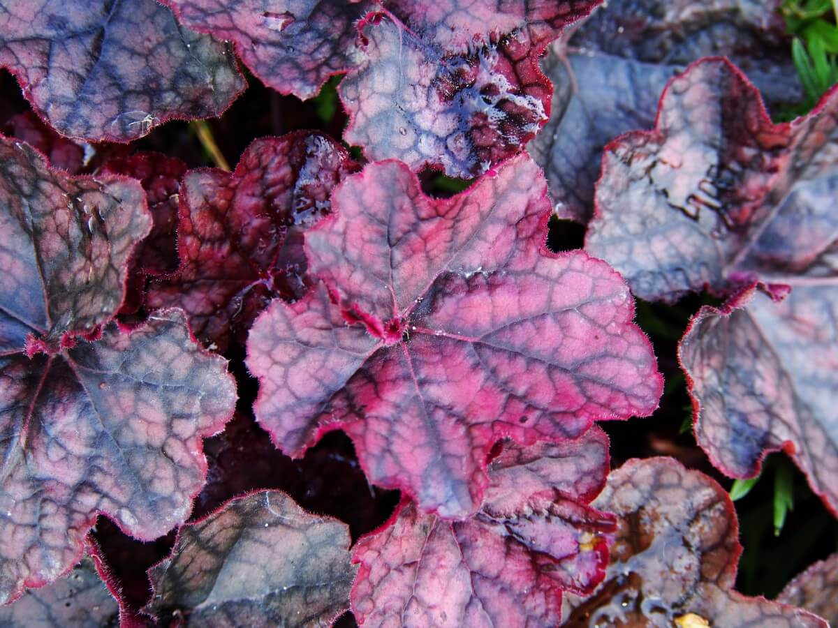 closeup of coral bells leaves