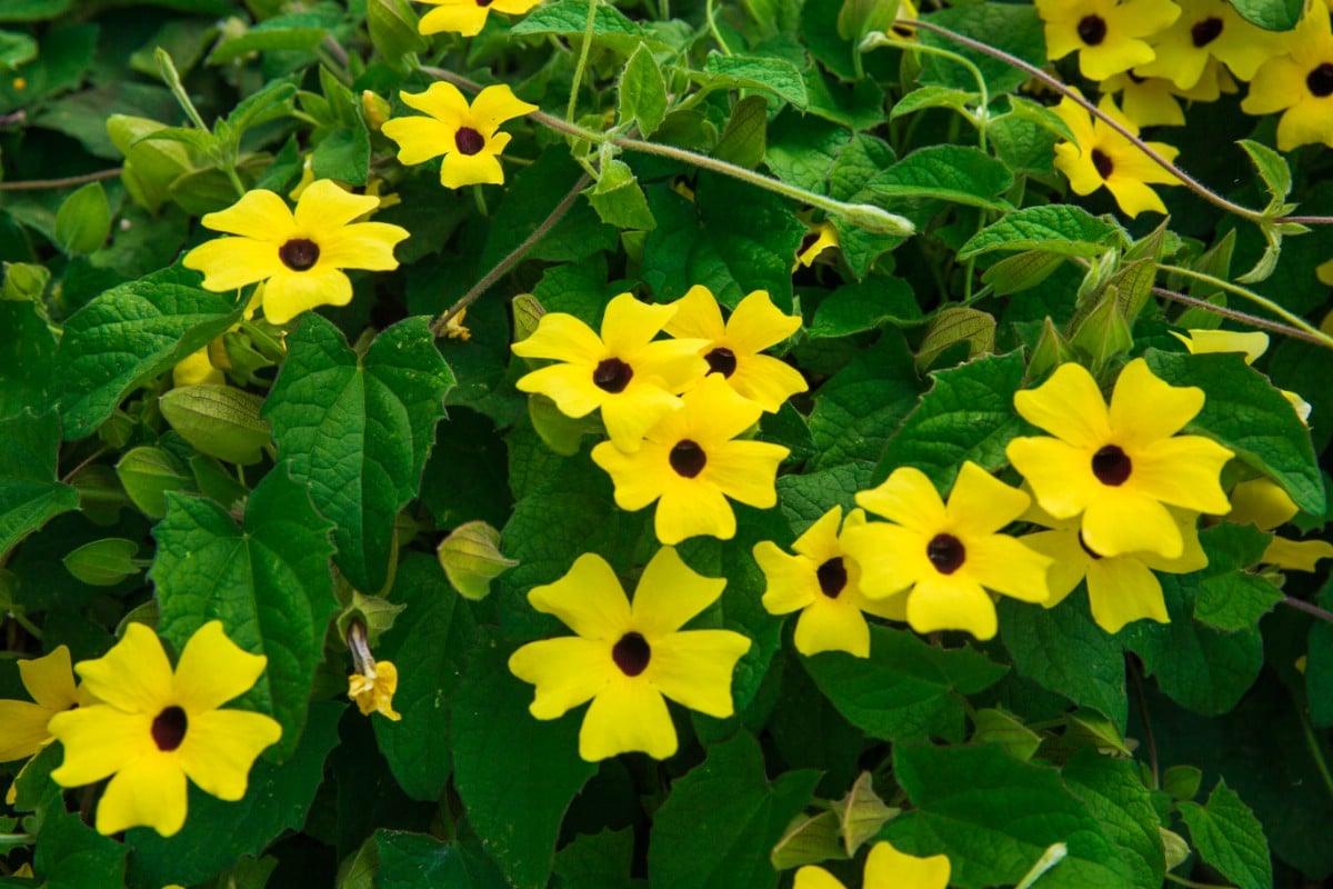 black eyed susan vine flowers