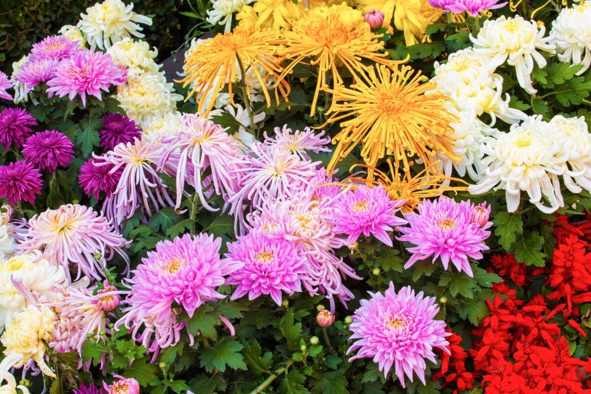 a variety of types of mums pink and yellow