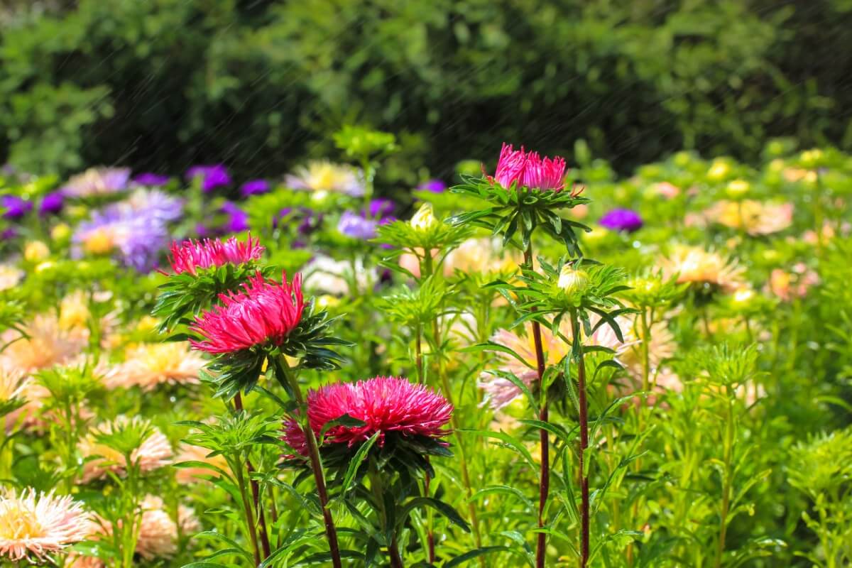 tall mums on single stalks