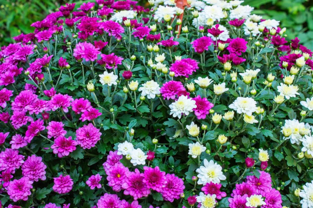 mixed purple and white mums