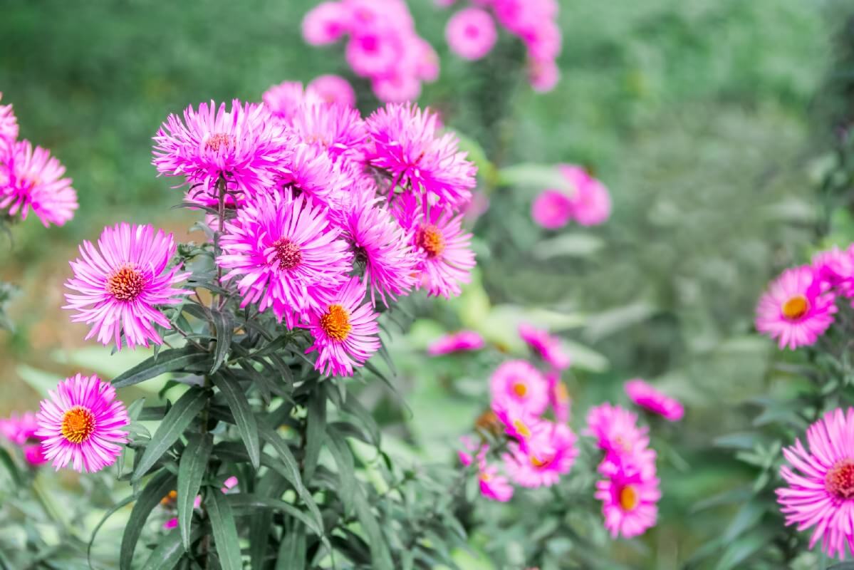 pink purple chrysanthemum flowers
