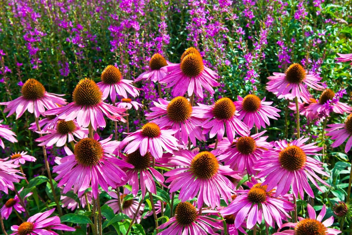 light purple coneflowers