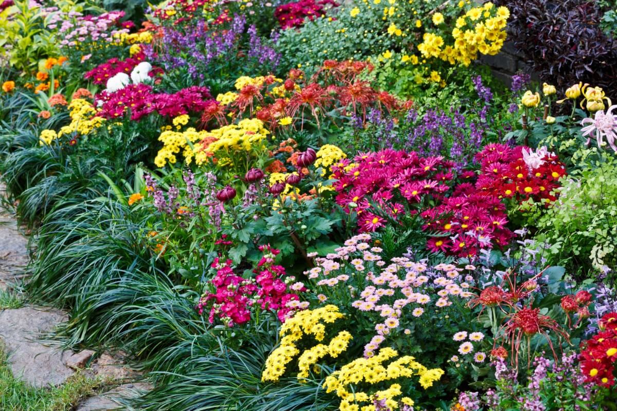 colorful planting of mums in flower bed