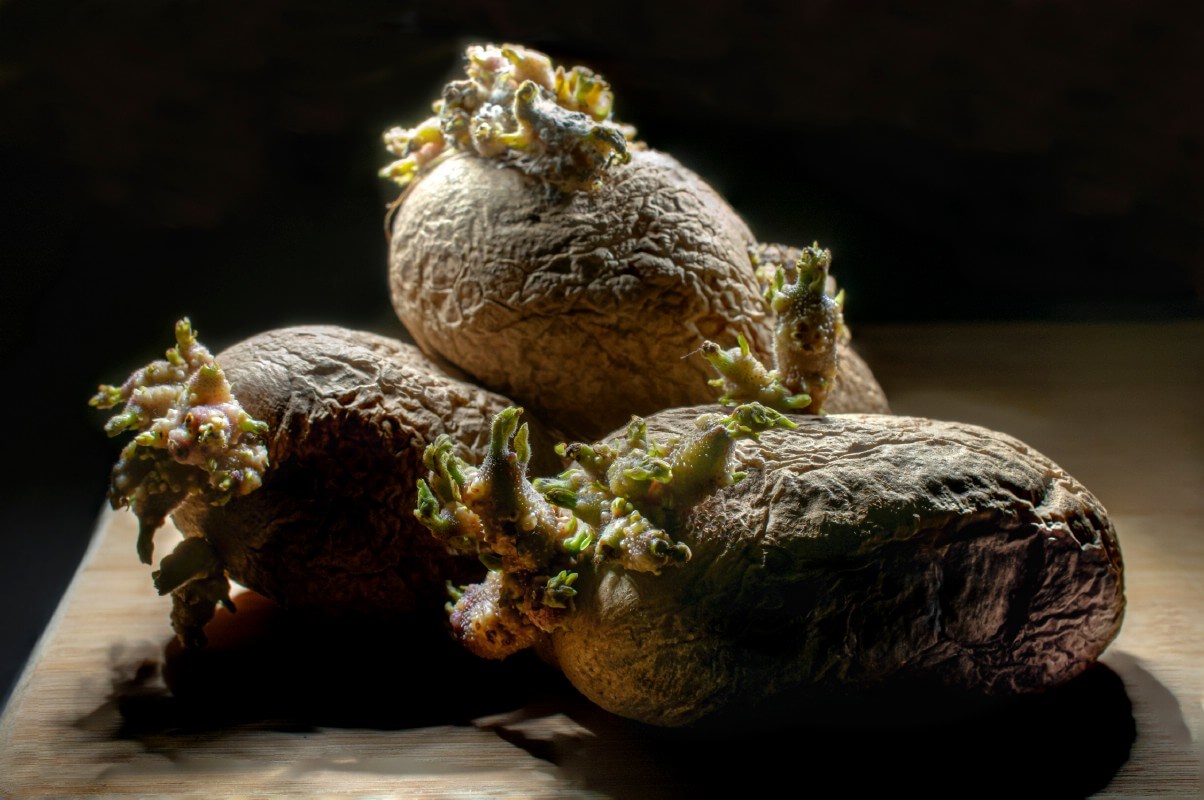 withered sprouted seed potatoes