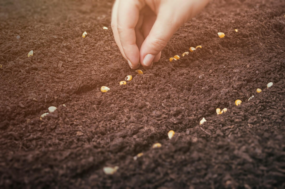 planting corn by hand in soil lines