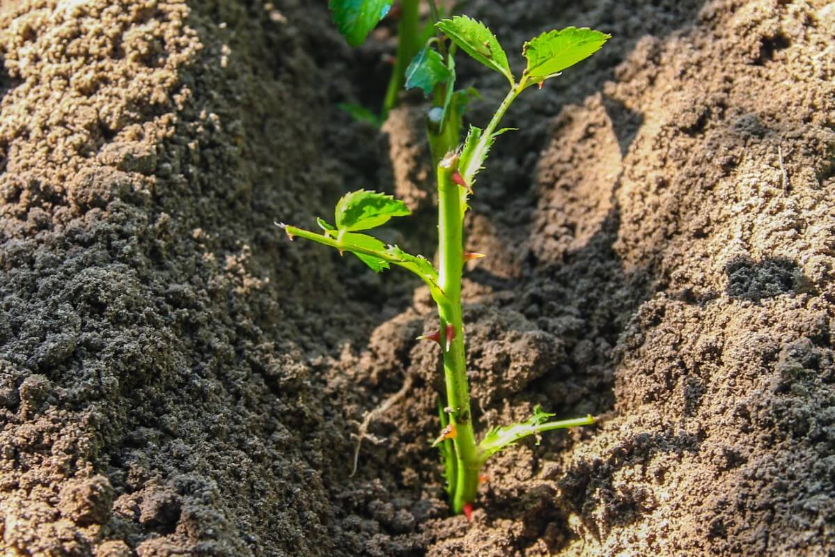 Rose cuttings planted directly to the ground.