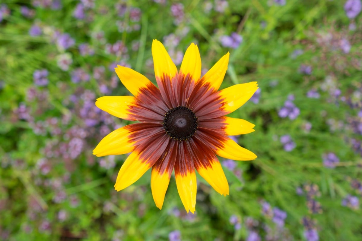 bloom of sonora black eyed susan flower