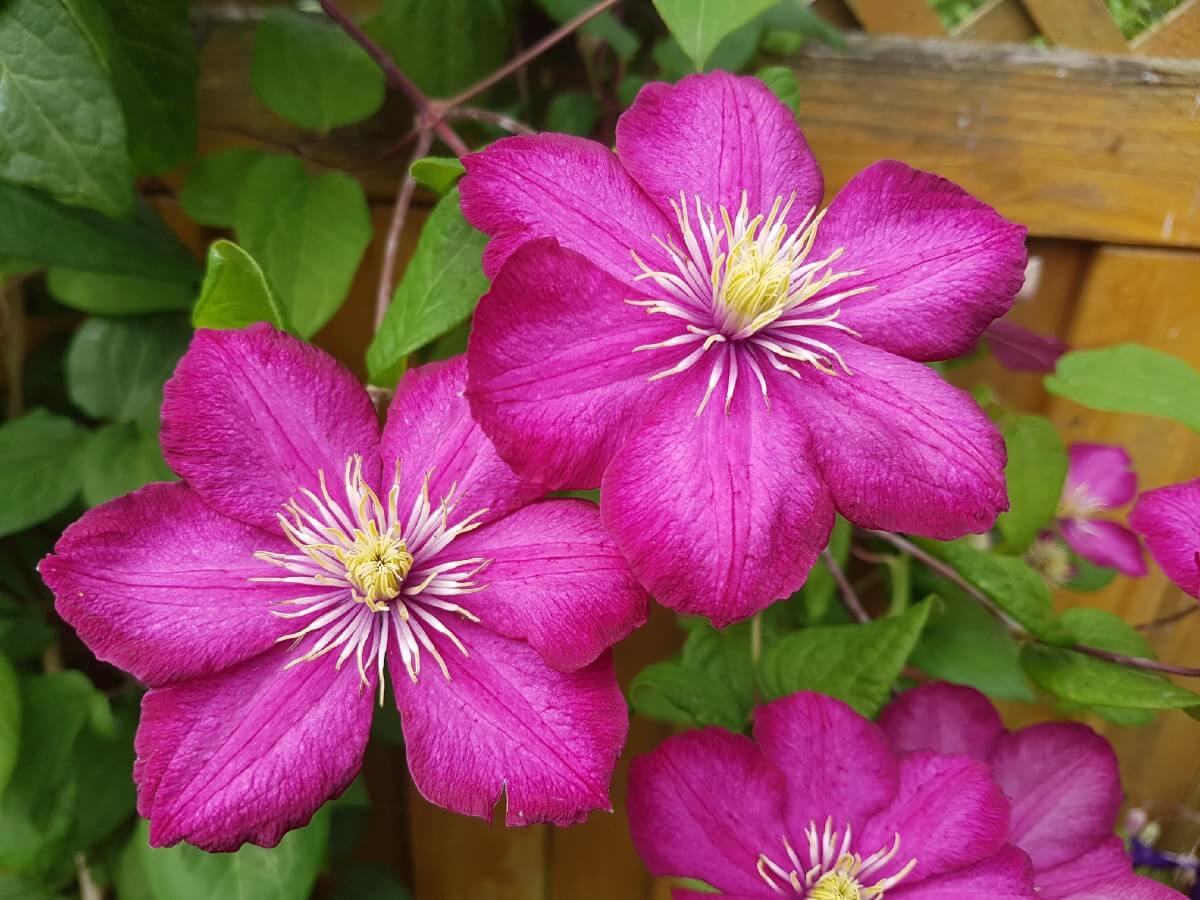 pink-purple colored clematis flowers