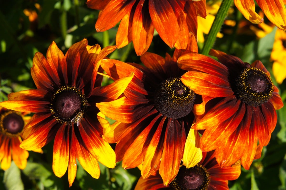 hirta moreno black eyed susan flower