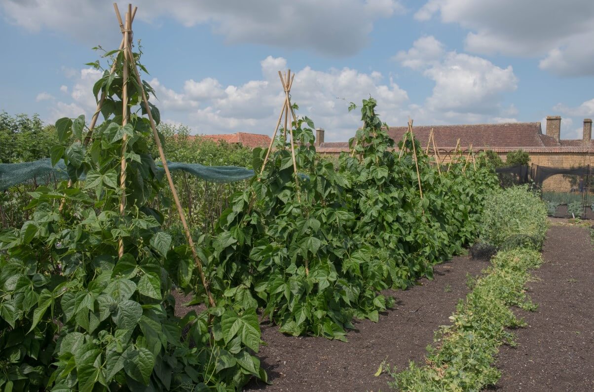 green beans growing on teepee trellis