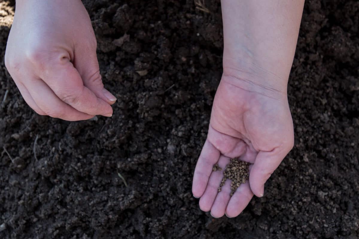 handful of seeds held over soil ready to plant