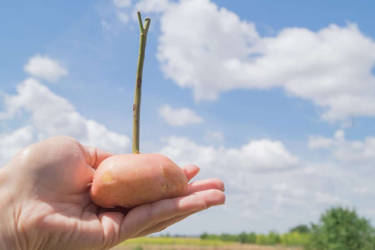 Propagating rose cutting using a potato.