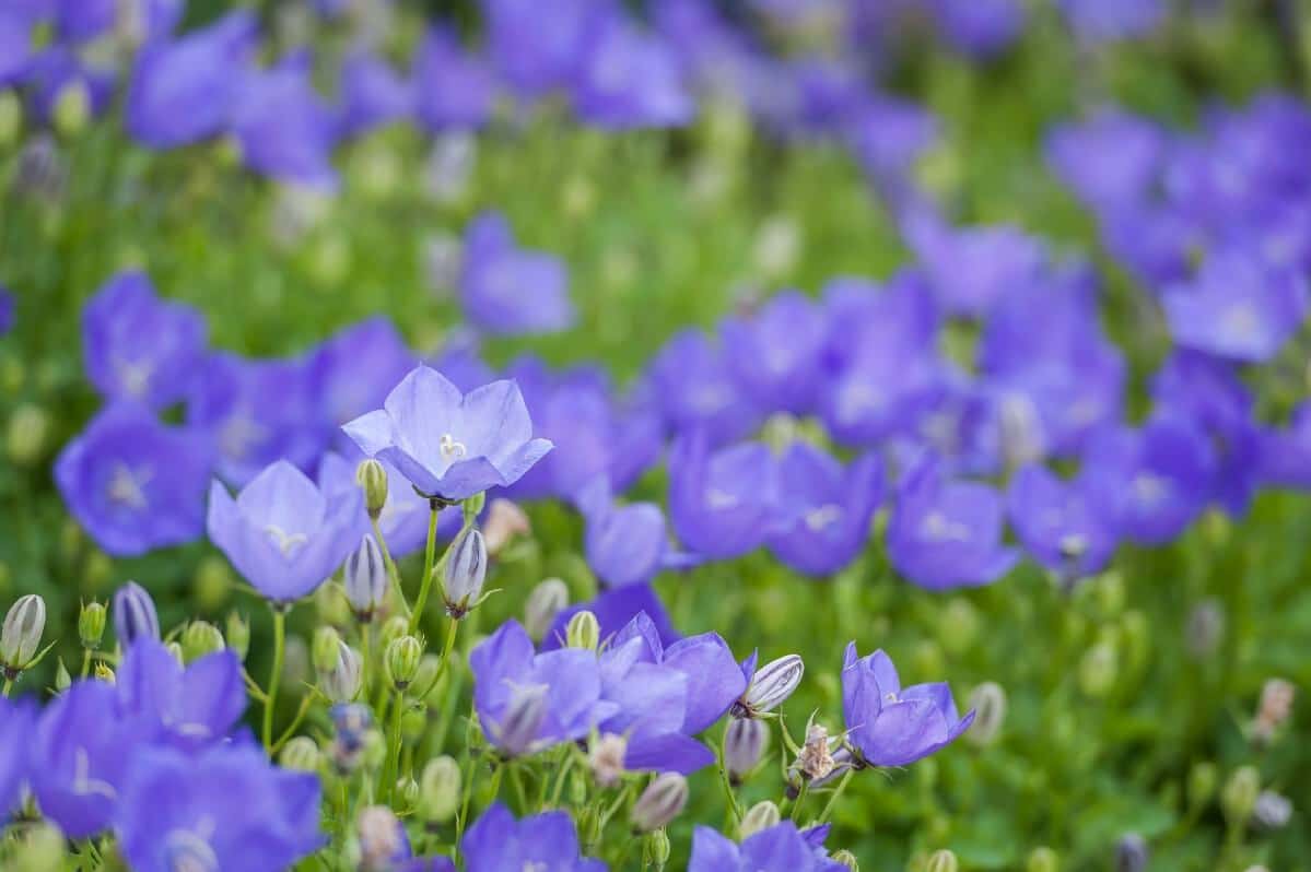 periwinkle blue balloon flowers in bloom