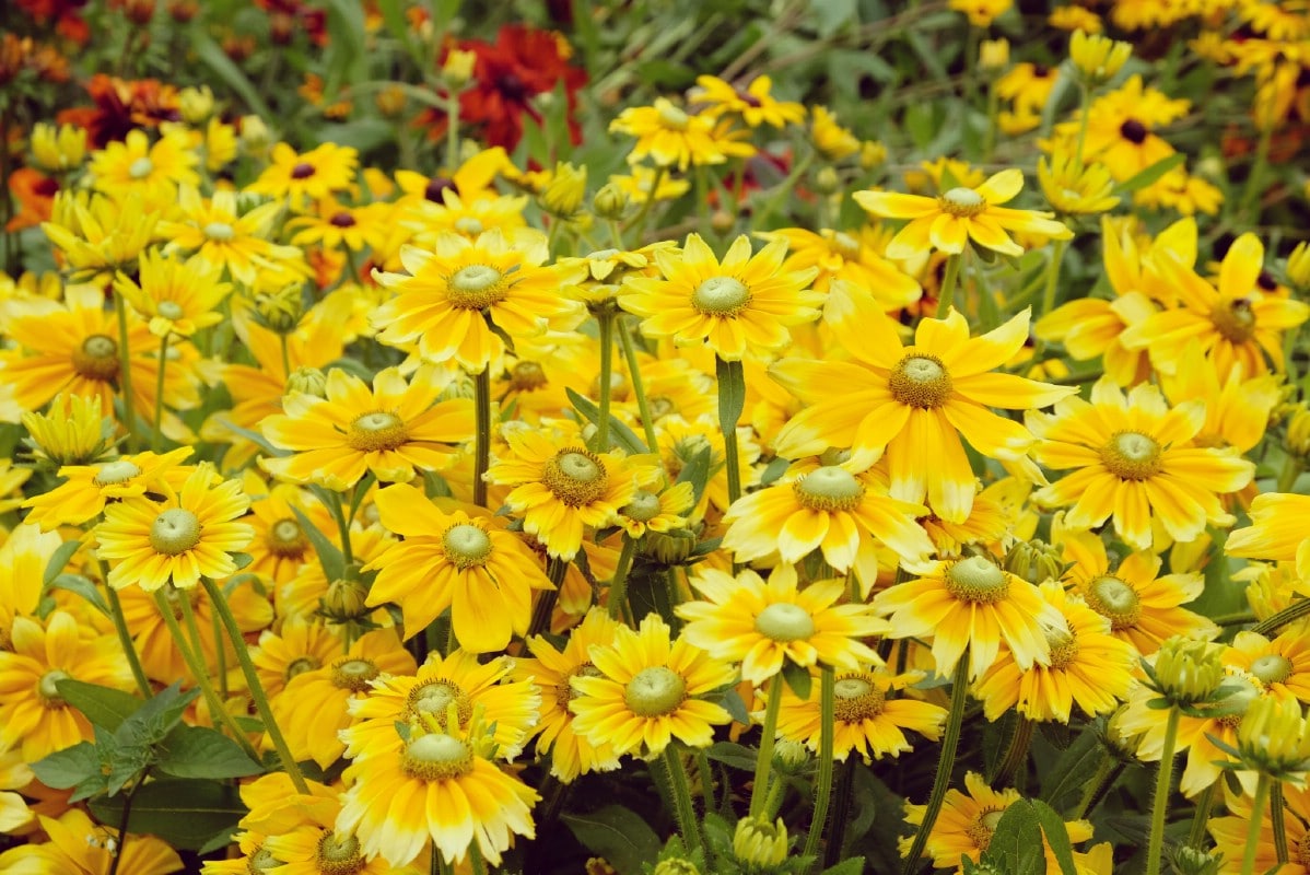 Irish eyes black eyed susan flowers on bloom 