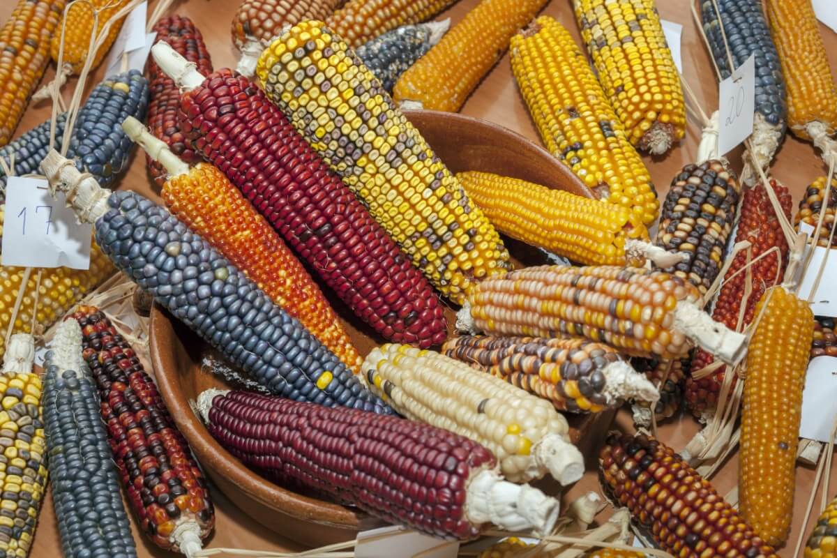 variety of colored dried corn on the cob