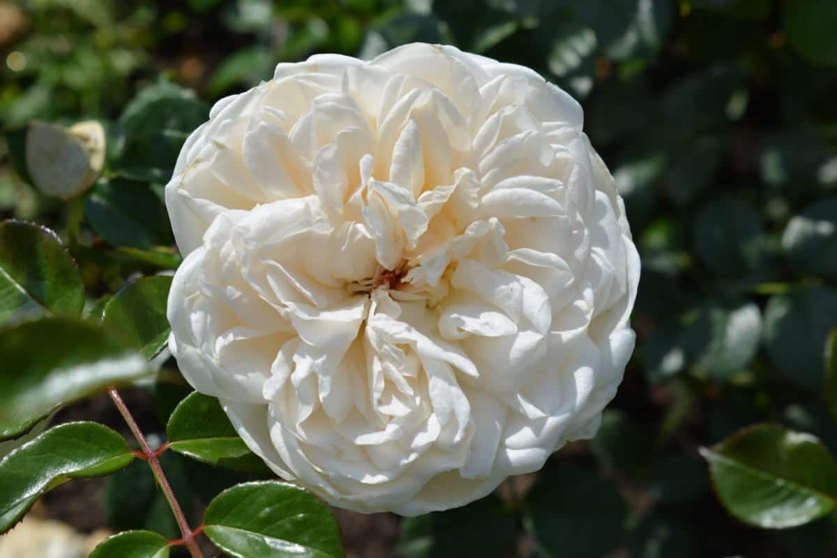 White rose bulb close up.