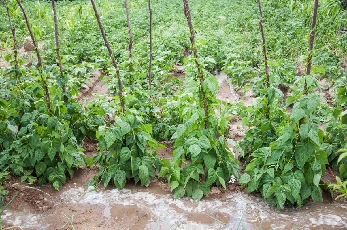 green beans grown on individual stakes