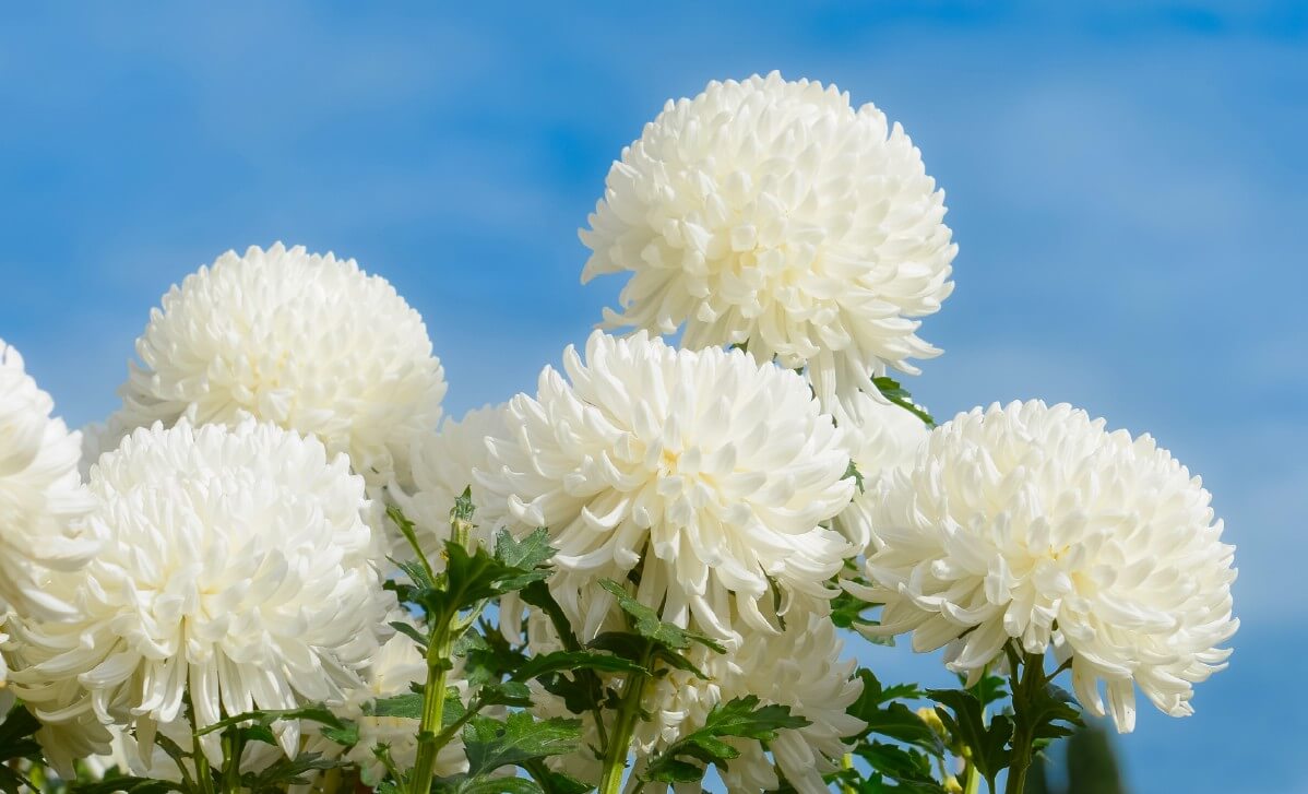 white moonbeam mums