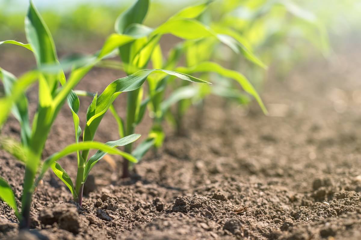 young corn plants sprouted and growing 
