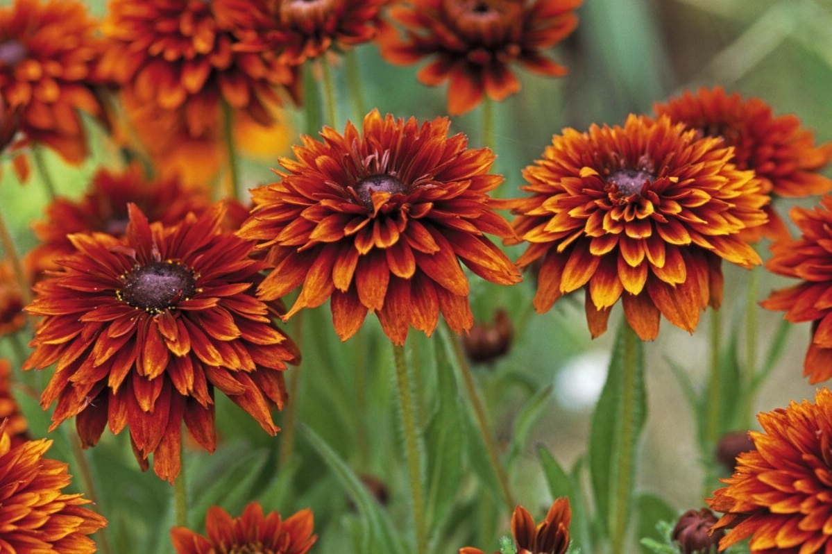 Cherokee sunset black eyed susan flowers