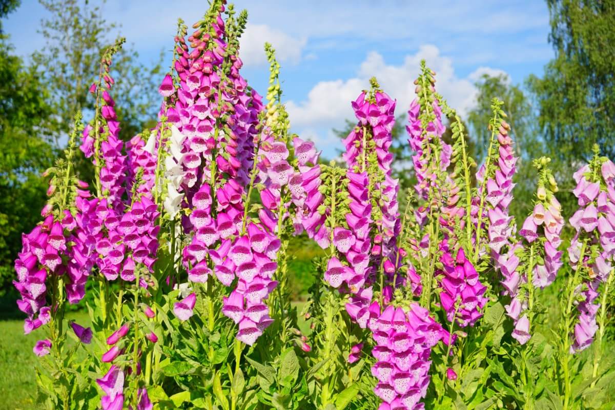 tall spikes of foxglove covered in blossoms