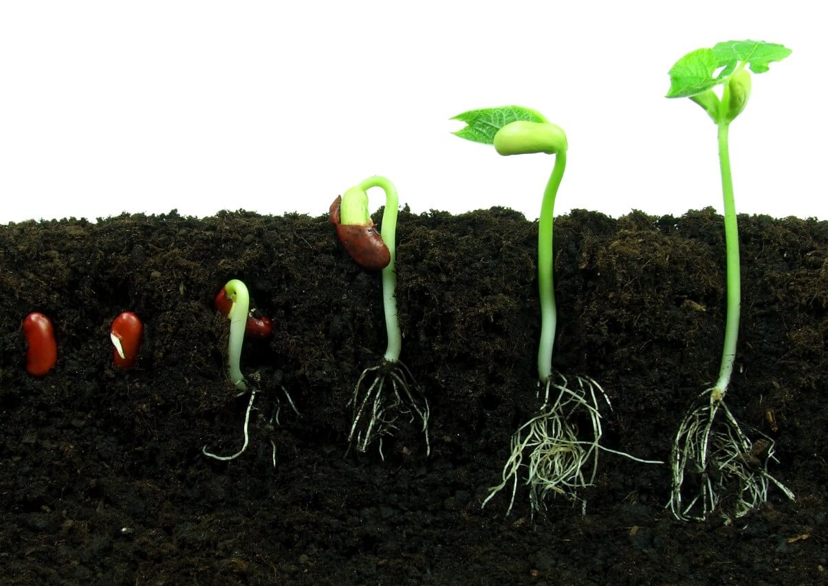 green bean sprouting from seed to sprout