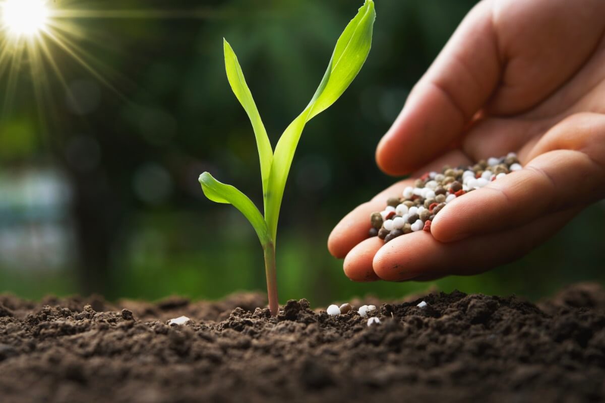 handful of fertilizer being applied to young corn seedling
