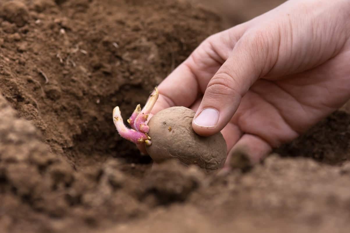 planting a sprouted seed potato in soil trench