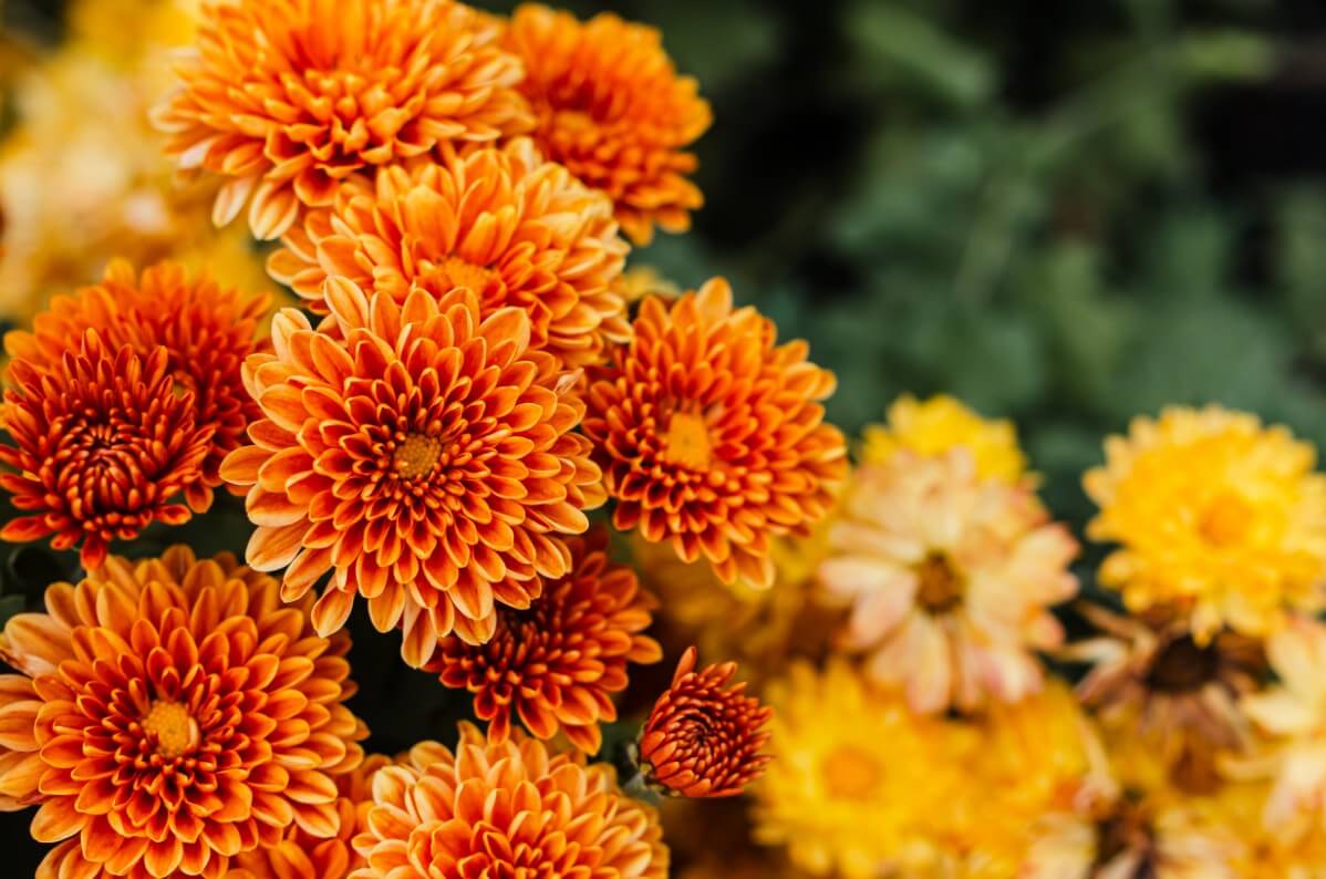 bright orange chrysanthemums