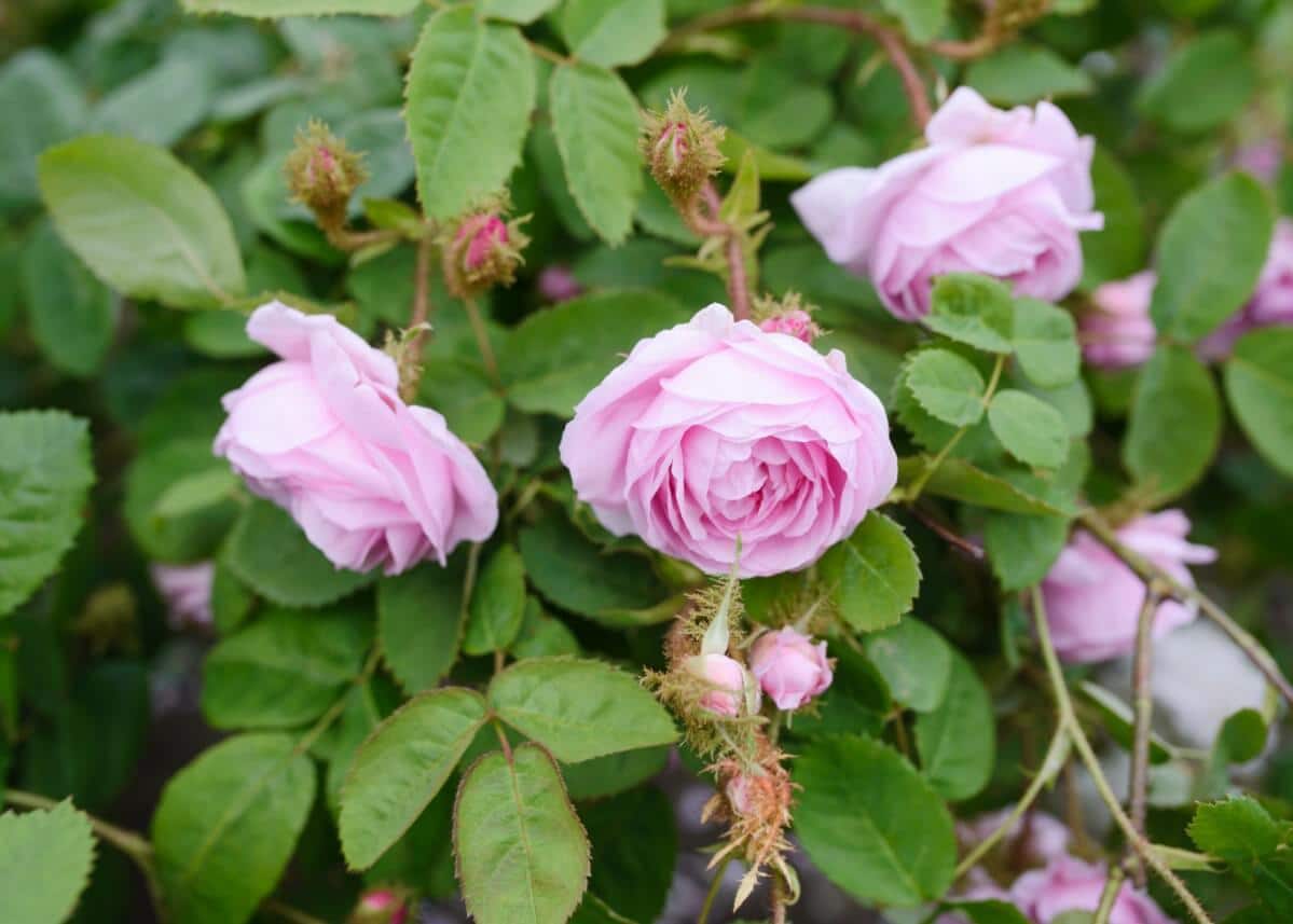 Moss rose bush.