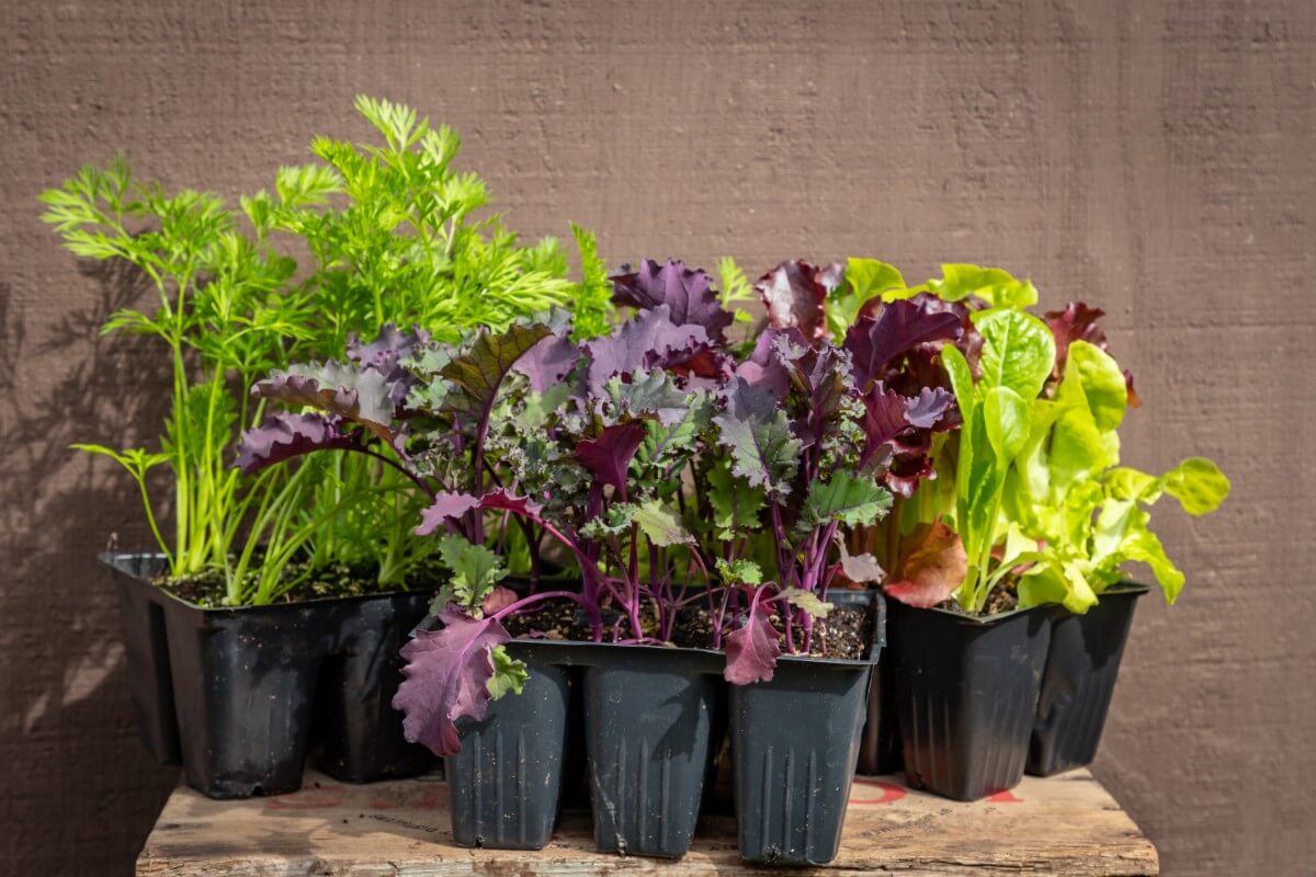 parsley, purple kale, and lettuce vegetable transplants in six packs 