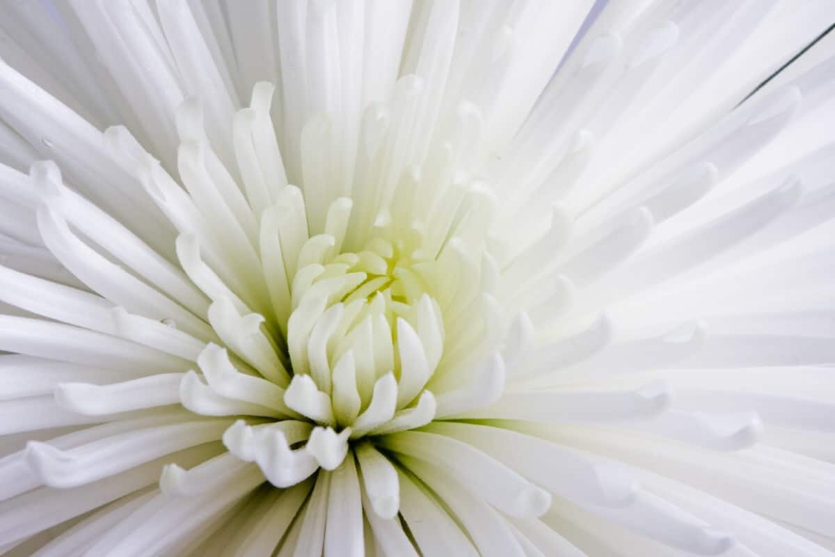 star-like white mum bloom