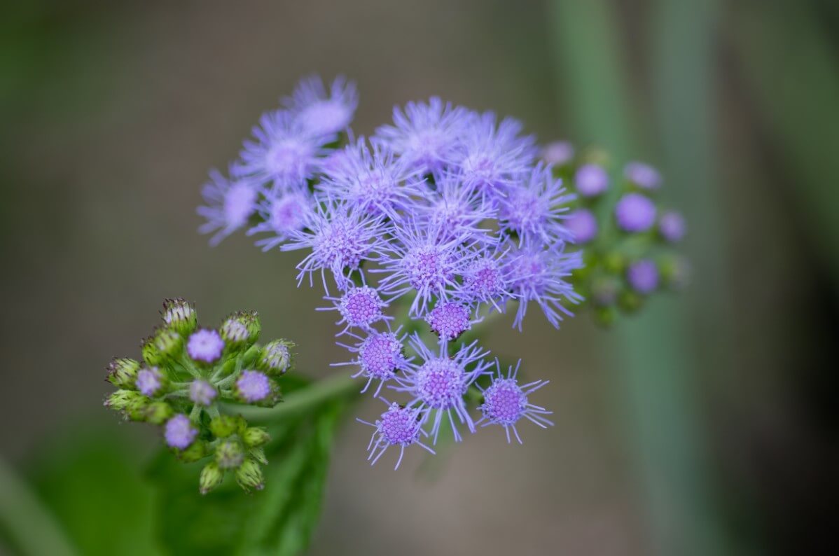 closeup of tiny bluemist flower blossoms