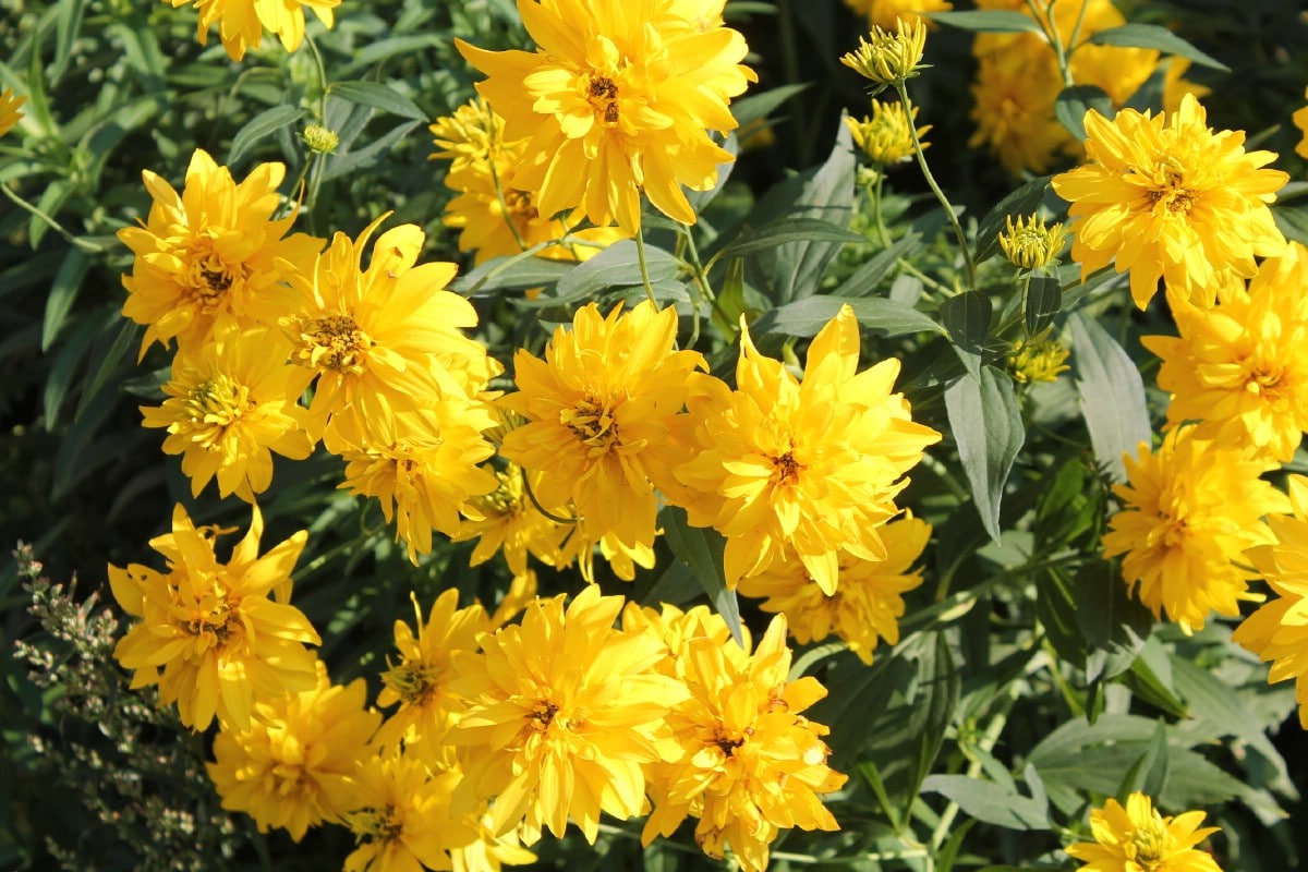 laciniata black eyed susans