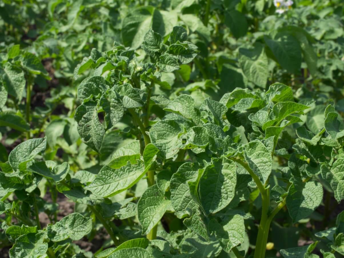 green potato plant tops
