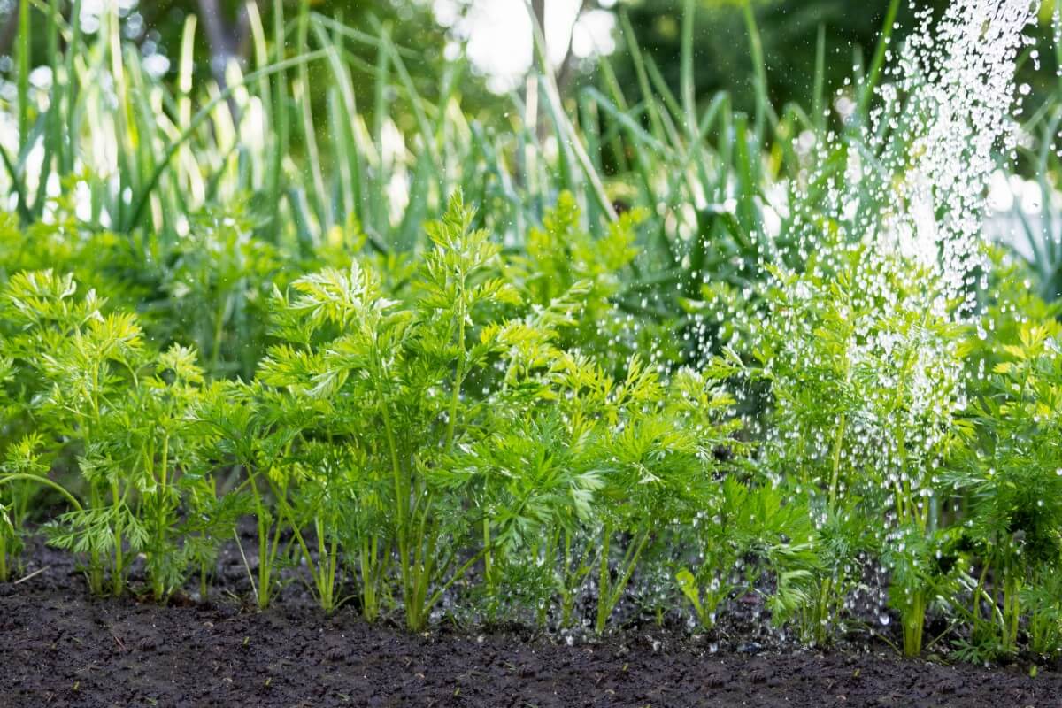 cascade of water watering young carrots