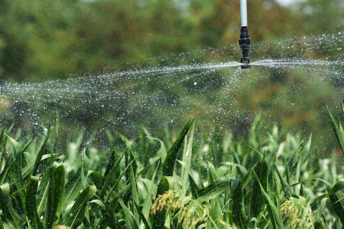 irrigation sprinkler watering corn plants