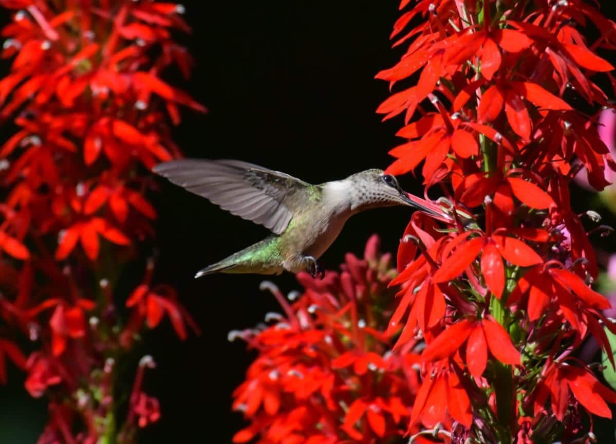 hummingbird drinking from bright red cardinal flowers