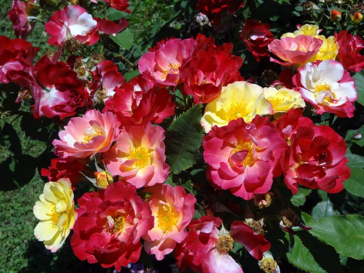 Colorful rose bush