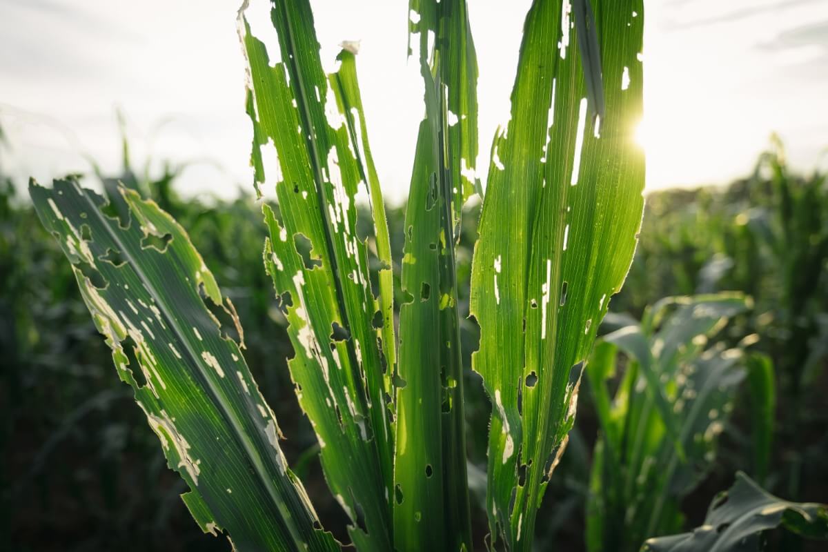 corn plant leaves eaten by pests