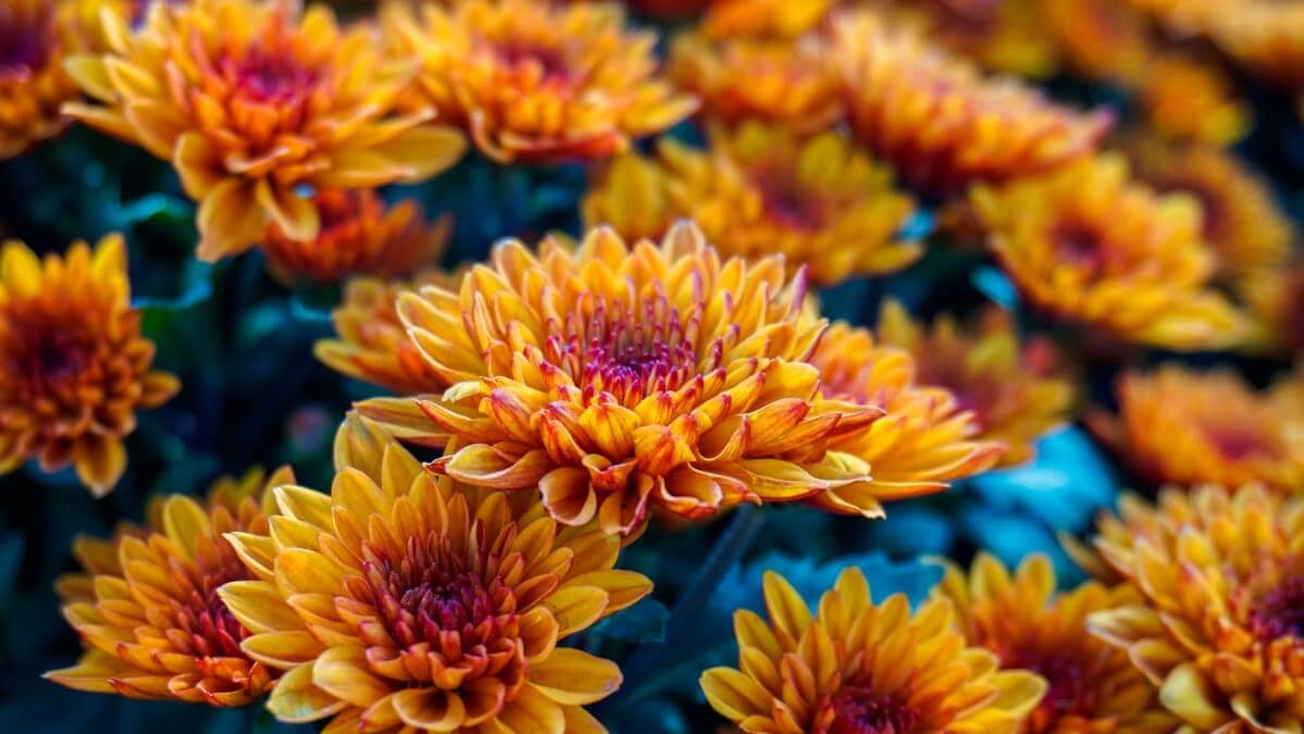 dark orange chrysanthemum flowers