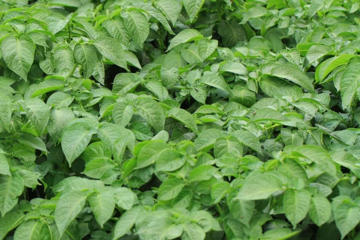 densely planted potato plants