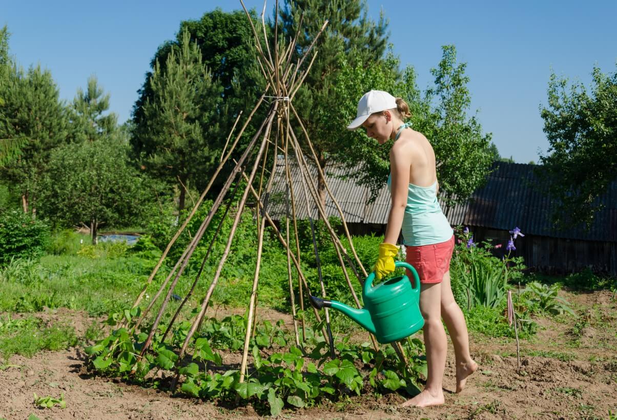 watering green beans on trellis with watering can