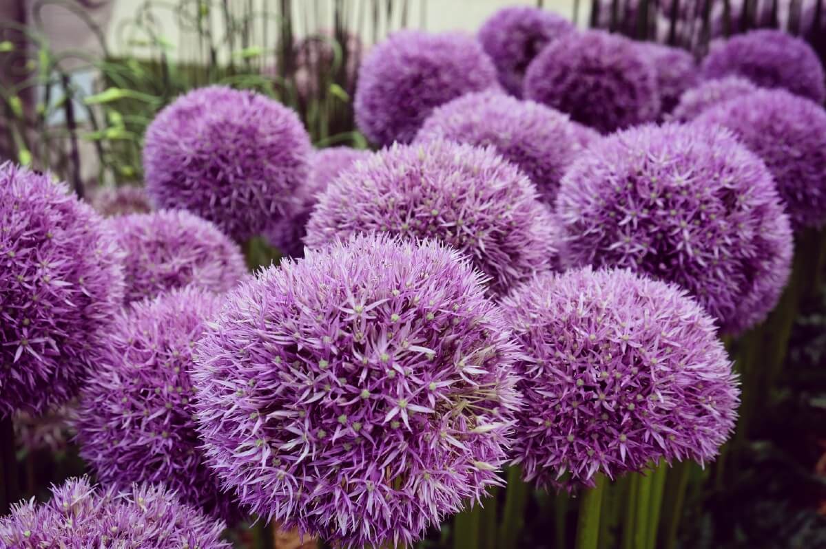 large round globemaster allium blossoms