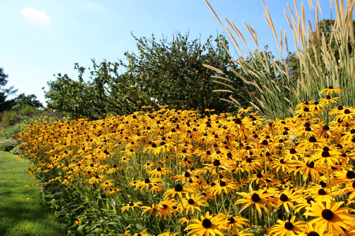 stand of wild black eyed susan flowers