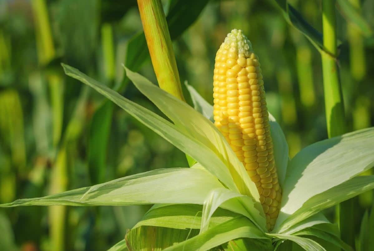 ear of yellow corn on the cob on plant with leaves pulled back 