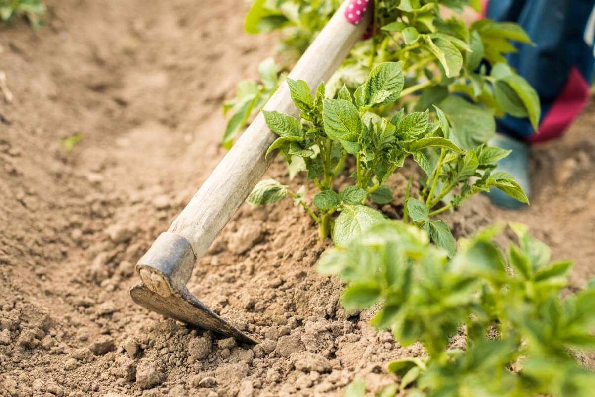 a hoe pulling soil to hill potato plants