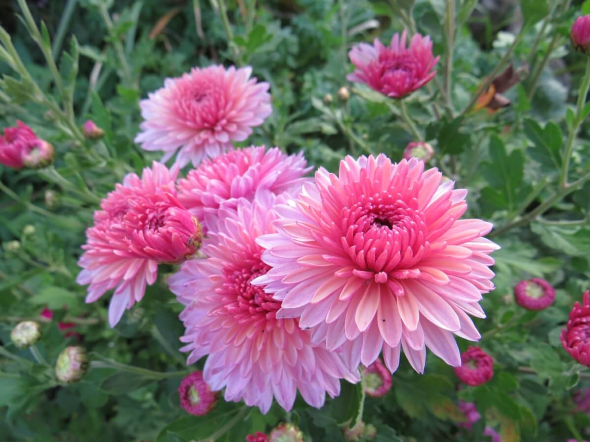 pink chrysanthemum flowers