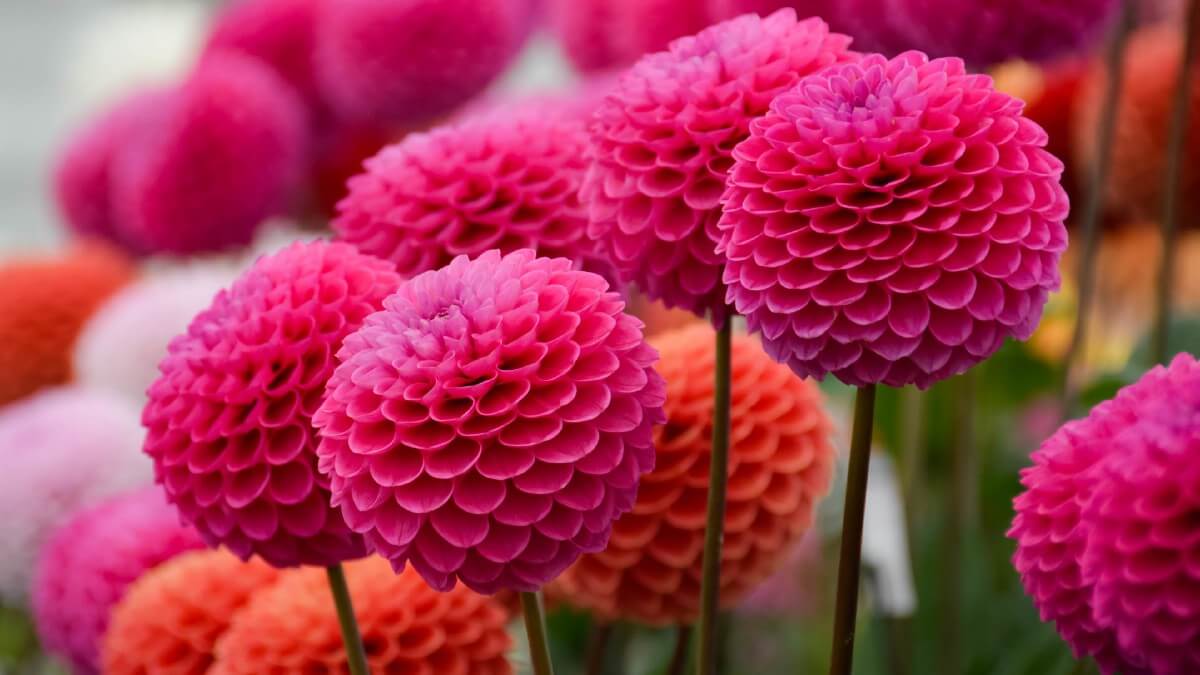 https://gardening.org/wp-content/uploads/2021/08/beautiful-pink-dahlias.jpg